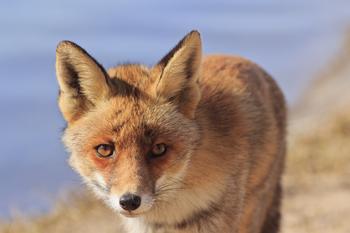 ���Զ��齫��ǧ������Ƶ��APEC�쵼�˻����ܽ�����Ļ �й��������⽻��ӭ�߷�...